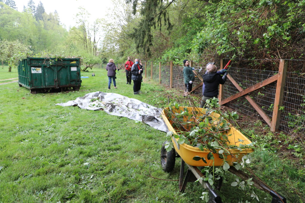 Volunteers trim vegetation during Auburn's Clean Sweep 2021