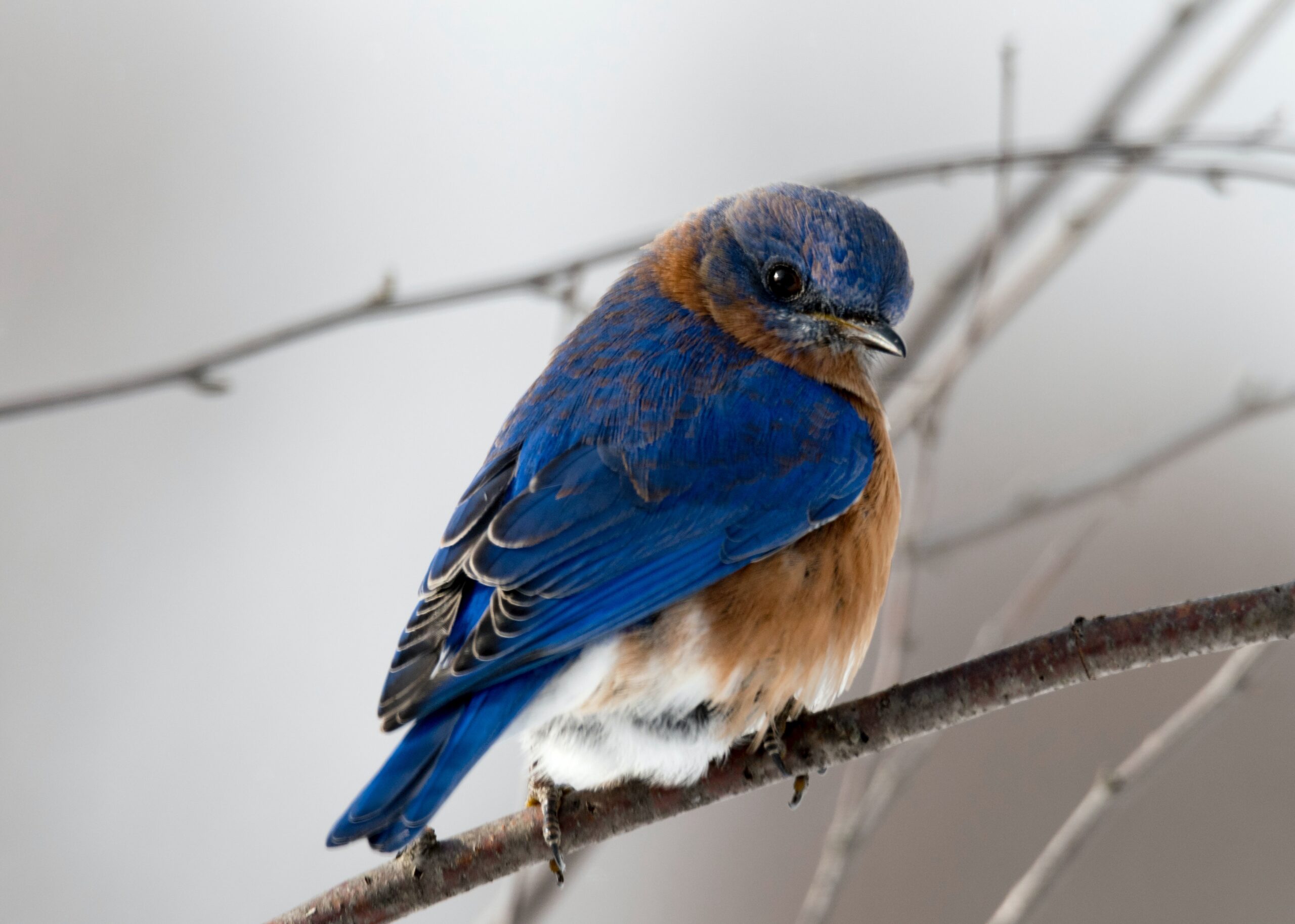 A blue and brown songbird on a branch