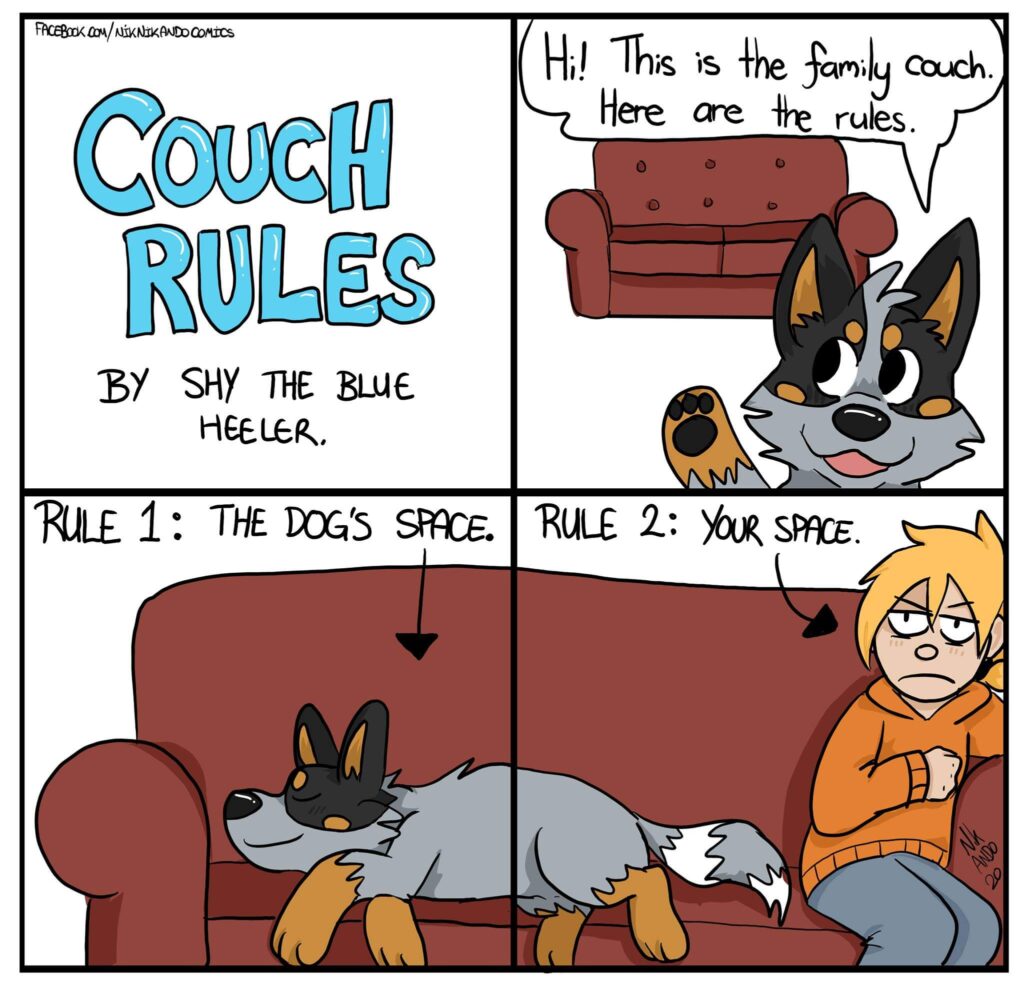 cattle dog explains the couch rules with a dog