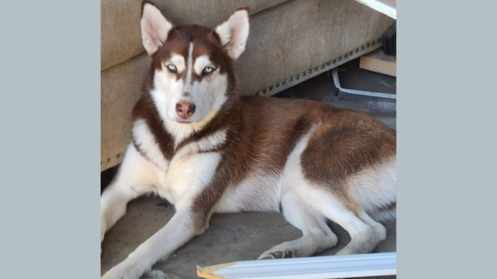 A red-brown and white husky lays on the ground against a beige couch.