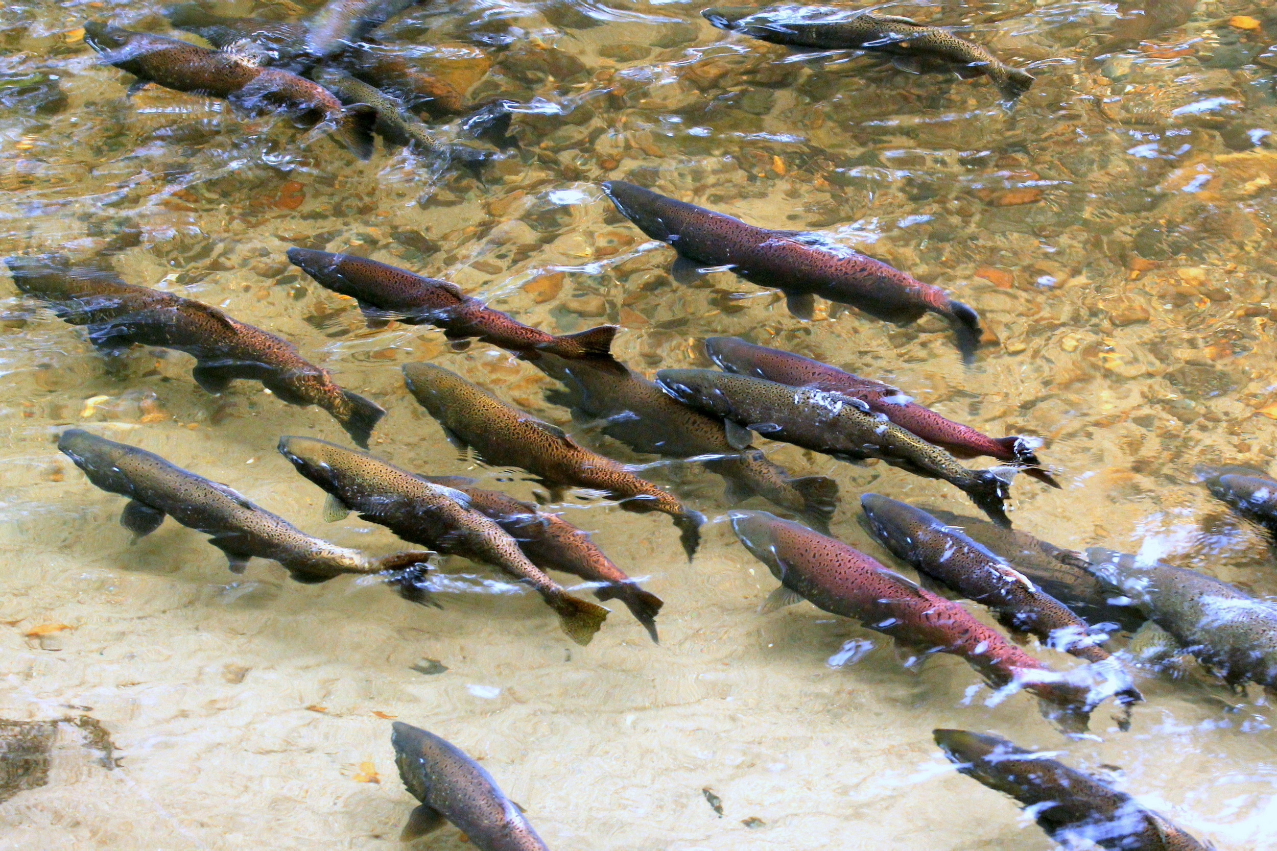 Chinook Salmon Swimming Left