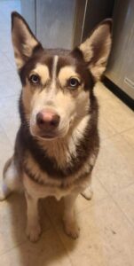 A red-brown and white female husky sits looking upward at the camera