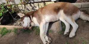 A husky lays in the dirt of a garden