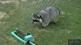 A racoon plays in a sprinkler