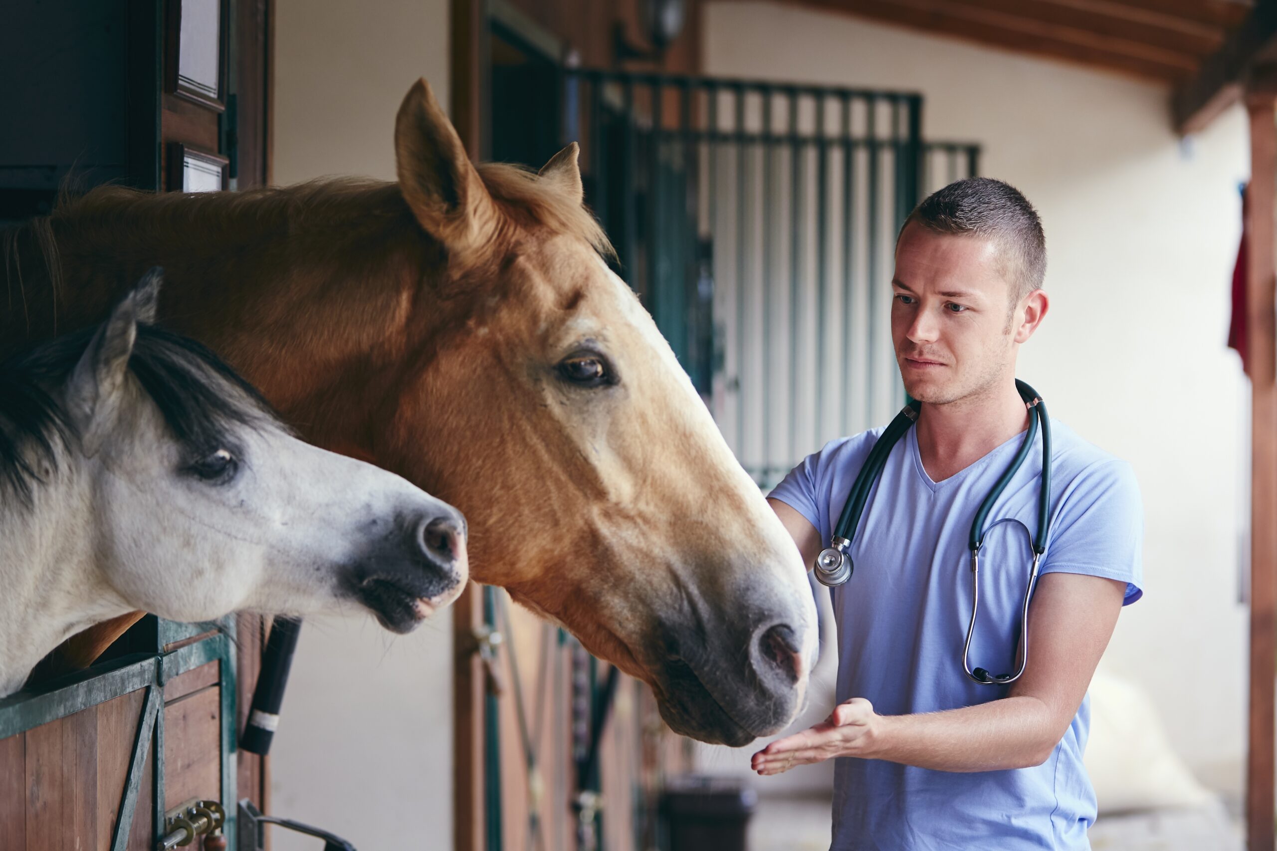 Veterinarian during medical care of horses in stables.