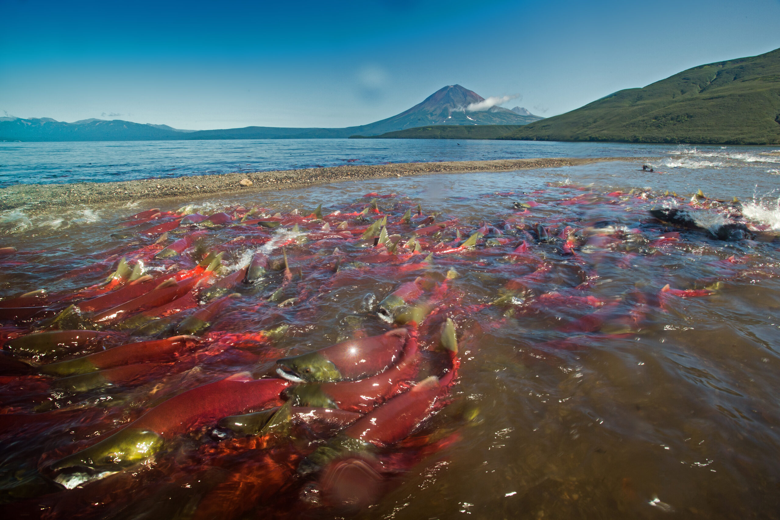 Salmon swim in a large school, some swimming over others at the surface of the water. Mt. Rainier is seen in the far distance
