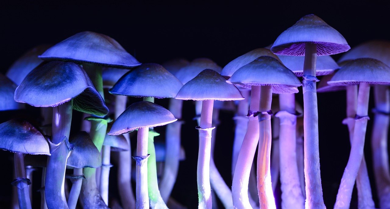 psychedelic muschrooms under purple light
