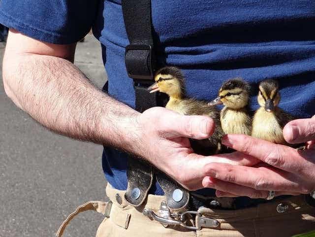 A VRFA firefighter holds 3 ducklings in their hand