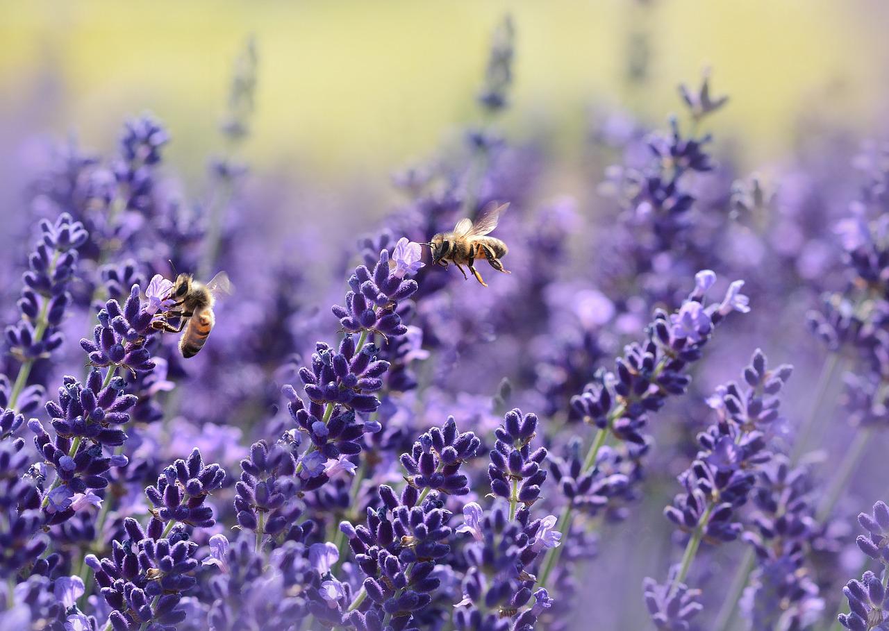 two bees fly over a rows of lavendrt