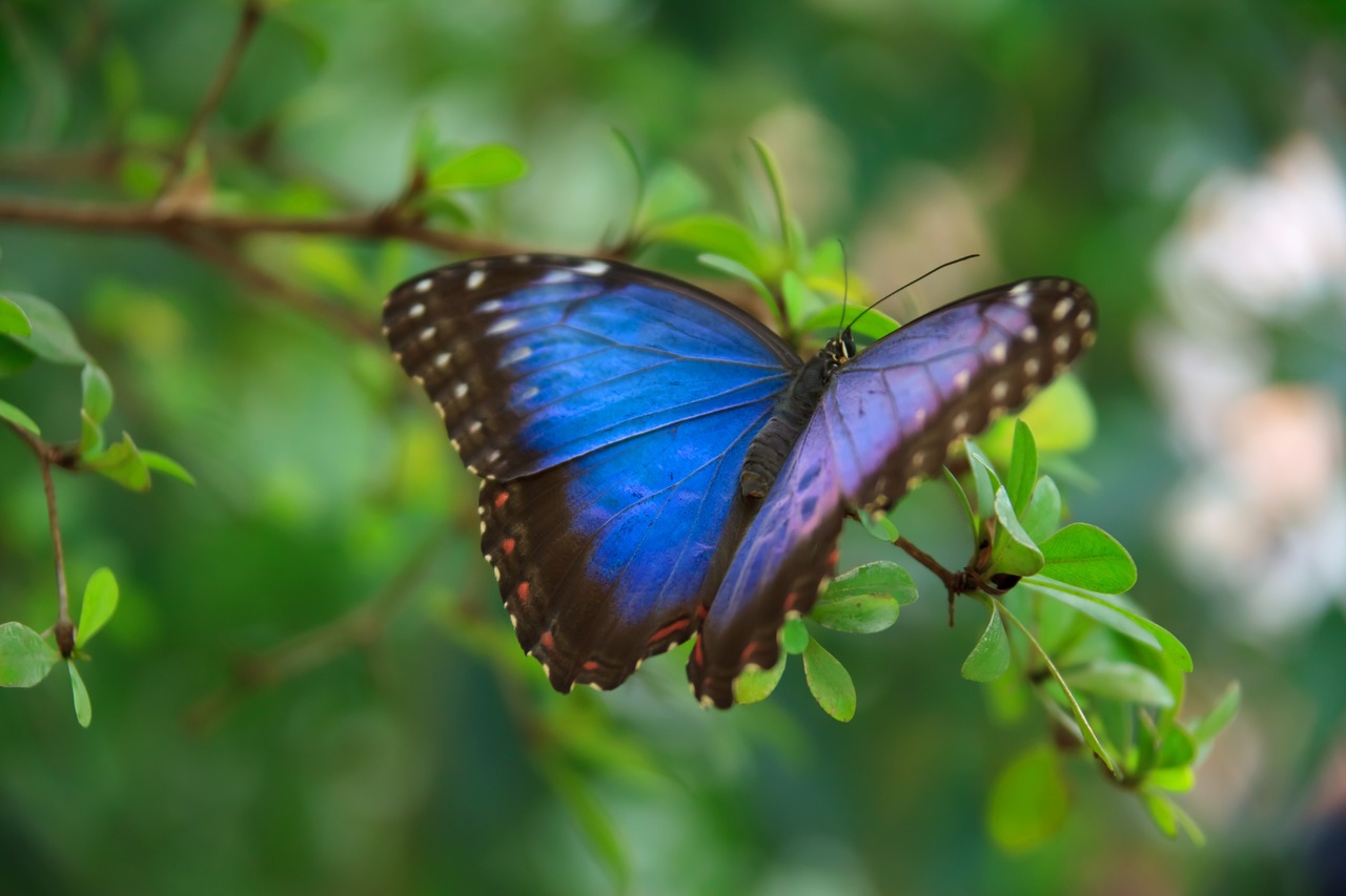 A blue and purple winged monarch butterfly rests on the end of a tree branch with its wings open
