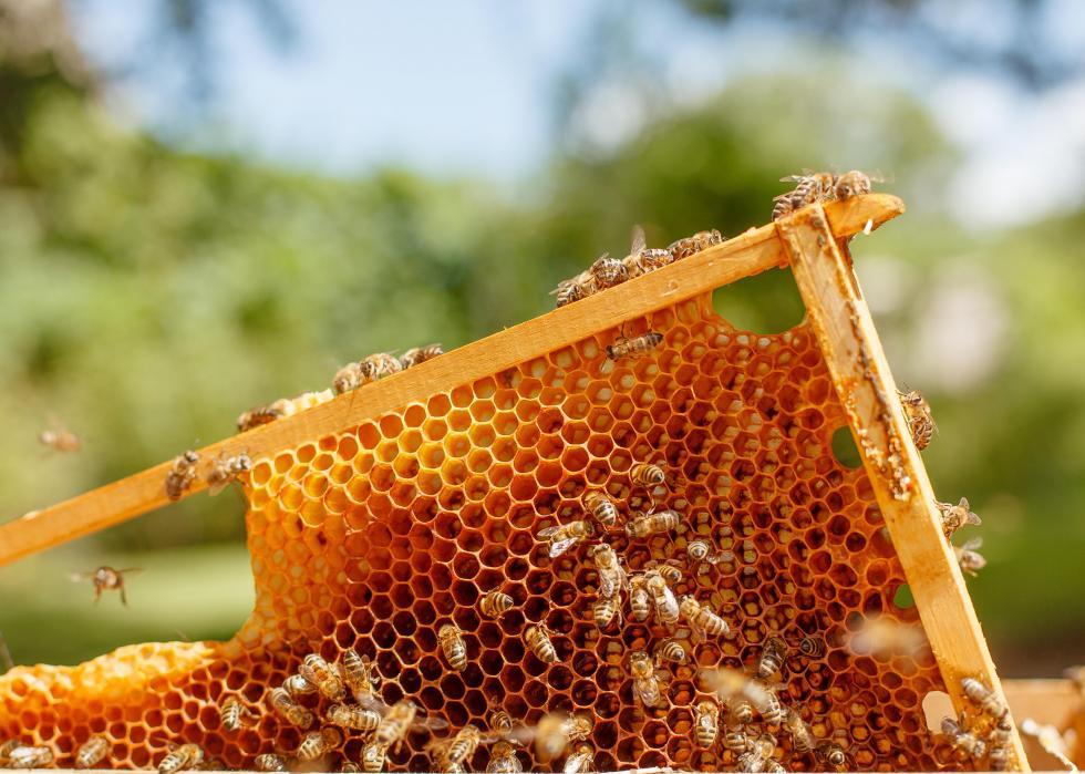 The honeycomb of a bee hive is partly pulled from the box, bees still swarming over it.