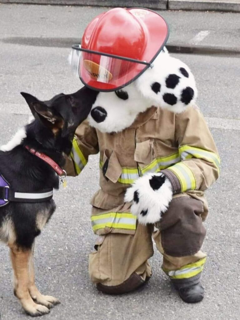 A german shepherd service dog reaches his snoot up to boop the helmet of Sparky, the VRFA mascot, a dalmatian in turn out gear.