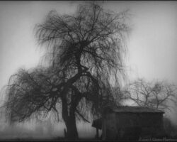The Past Still Remains auburn wa, haunting photograph, black and white photograph, tim burton tree,