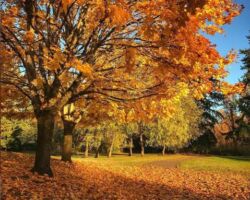 "Golden Autumn" auburn wa, auburn wa park, auburn autumn