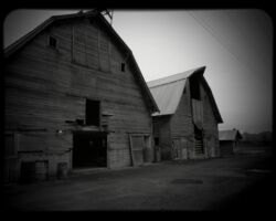 Old Farm off of West Valley Hwy auburn wa, auburn wa in photographs, auburn in photos, auburn in photographs, city of auburn, auburn washington, pnw, wa, wa state, photos of auburn wa, kent valley, auburn valley, west valley, black and white, antique, old buildings, barns, abandoned barns, old barns
