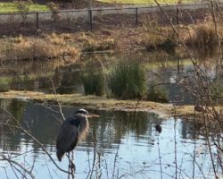 A Blue Heron in the Trail Run neighborhood - North Auburn blue heron, auburn wa, trail run, auburn washington