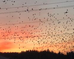 Birds beginning migration in sunset birds, migration, auburn wa, sunset