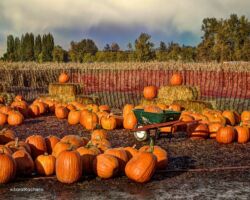 Pumpkin Patch Round-up, Auburn pumpkin patch, pumpkins, corn stalks, auburn wa, auburn farm, farms, auburn washington, city of auburn, auburn farm, hay bails
