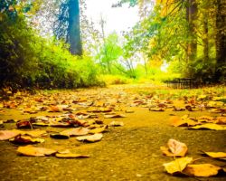 Isaac Evans Park in Autumn auburn wa, auburn wa in photographs, auburn in photos, auburn in photographs, city of auburn, auburn washington, pnw, wa, wa state, photos of auburn wa, auburn parks, Issac evans park, auburn in autumn, autumn park, autumn colors,
