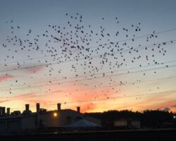 Birds flying over a warehouse on Bt St birds, sunset, auburn wa