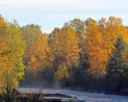 The White River in autumn auburn wa, auburn wa in photographs, auburn in photos, auburn in photographs, city of auburn, auburn washington, pnw, wa, wa state, photos of auburn wa, auburn parks, auburn in autumn, autumn river, autumn colors, white river auburn, white river, mist off of river, morning river, river in autumn, auburn in the fall